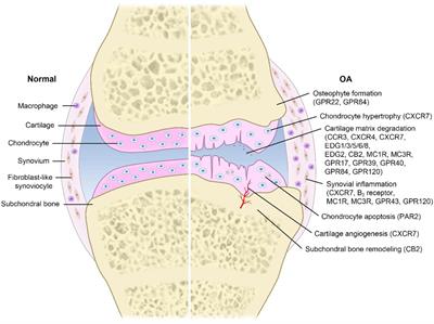 G Protein-Coupled Receptors in Osteoarthritis: A Novel Perspective on Pathogenesis and Treatment